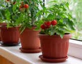 Огород на подоконнике зимой