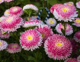 ПОСЕВ СЕМЯН ЦВЕТОВ В АПРЕЛЕ