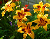 Посадочный материал: большой выбор!