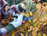 ВАЖНО! ГОТОВИМ ПЛОДОВЫЕ РАСТЕНИЯ К ЗИМЕ!