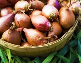 НОВОЕ ПОСТУПЛЕНИЕ! Лук-севок голландской селекции!