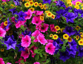 НЕ ВСХОДЯТ СЕМЕНА ПЕТУНИИ: В ЧЕМ ПРИЧИНЫ?