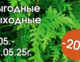 ТУЯ ЗАПАДНАЯ СО СКИДКОЙ 20%? ДА!