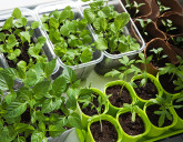 Удачный ЛУННЫЙ ПОСЕВНОЙ КАЛЕНДАРЬ на ФЕВРАЛЬ 2026 года