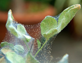 БОРЬБА С ПАУТИННЫМ КЛЕЩОМ! САМЫЕ ЭФФЕКТИВНЫЕ СРЕДСТВА