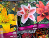 РОСКОШНЫЕ ЛИЛИИ