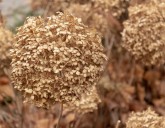 ПРАВИЛЬНАЯ ОБРЕЗКА ГОРТЕНЗИЙ — ЗАЛОГ ИХ ПЫШНОГО ЦВЕТЕНИЯ!