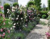 ВЗРОСЛЫЕ РАСТЕНИЯ СОЗДАЮТ АТМОСФЕРУ СРАЗУ