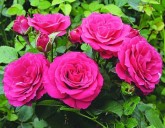 Поступление посадочного материала в упаковке (розы и плодовые)!