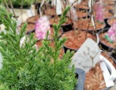 Поступление посадочного материала