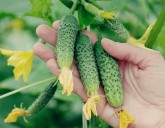 Выбираем самые лучшие огурцы без горечи!