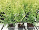 Пушистые зелёные малышки ждут Вас в наших Садовых Центрах