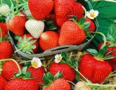 Большое поступление земляники садовой!