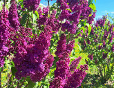 Яркая, благоухающая, чудесная сирень