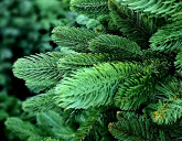 Приобрести искусственную ёлку премиум - отличное решение!