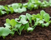 Что посадить ранней весной в открытый грунт?