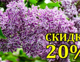 Международный день сирени!