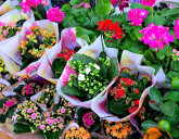 ПОСТУПЛЕНИЕ КОМНАТНЫХ ЦВЕТОВ К 8 МАРТА!