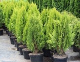 Туи – украшение для Вашего сада!