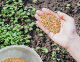 Как восстановить плодородие почвы