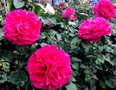 УХАЖИВАЙТЕ ЗА РОЗАМИ ТОЛЬКО ТАК! ПОЛЕЗНЫЕ СОВЕТЫ