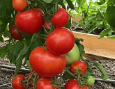 Семена ТОМАТОВ, которые заслужили любовь наших покупателей