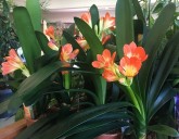 ОГРОМНОЕ ПОСТУПЛЕНИЕ КОМНАТНЫХ РАСТЕНИЙ!