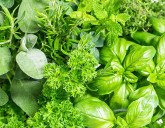 Чем полезна зелень для организма?