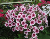 СЕМЕНА ПЕТУНИИ - ОГРОМНЫЙ ВЫБОР