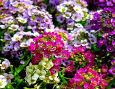 Посадите эти однолетники УЖЕ В МАРТЕ!