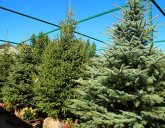 ПОСТУПЛЕНИЕ ЕЛЕЙ, ВЫРАЩЕННЫХ В СОБСТВЕННОМ ПИТОМНИКЕ!