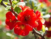 Поступление луковичных, саженцев плодовых, роз, пионов и клематисов в упаковке!