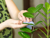 Уход за комнатными растениями зимой. Общие рекомендации