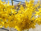 Открытие Садового Центра на Промышленной 5/5