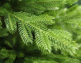 Простая и легкая сборка новогодней ели. Видеоинструкция