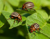 НОВИНКА! Престиж ТОП для защиты картофеля!