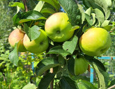 Как плодоносят молодые яблони в Садовых Центрах!