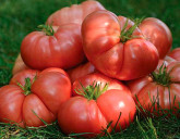 ТОМАТЫ-ГИГАНТЫ: выбираем крупноплодные сорта и гибриды