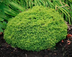 Ель обыкновенная Литтл Джем (c3) ЦС