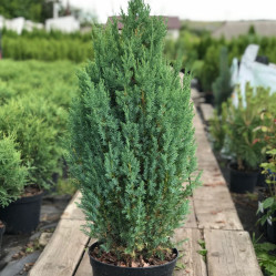 Можжевельник китайский Стрикта (c3) ЦС