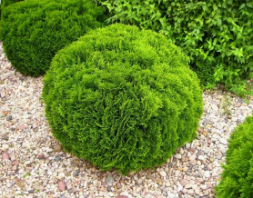 Туя западная Даника (c3) ЦС