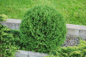 Туя западная Тини Тим (c3) ЦС