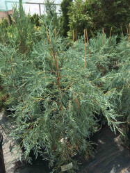 Можжевельник скальный Пэтфиндер (30/50, c5)