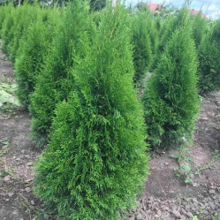 Туя западная Смарагд (150/175, с35)
