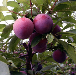 Слива Бербанк гигант пирамидальная Поиск/ этик.