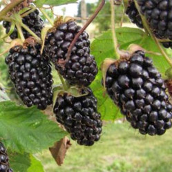 Ежевика Коламбия Стар Поиск