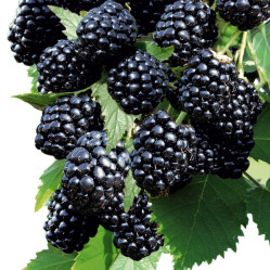 Ежевика Куачита Поиск