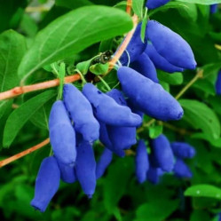 Жимолость съедоб. Поклон Сибири Поиск