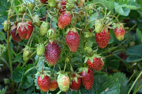 Земляника садовая Купчиха (земклуника) (Р9) П