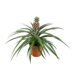 Ананас Микс (D-12)